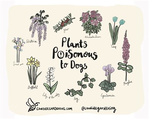Plants Poisonous to Dogs | FitBark
