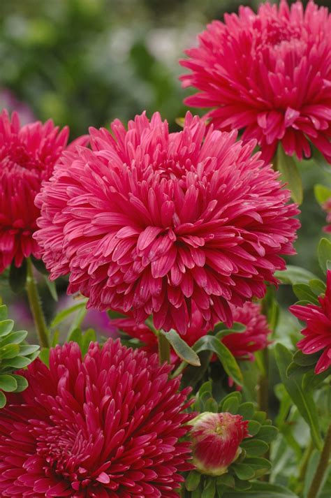 Callistephus Aster Chinensis King Size Red Muller Seeds
