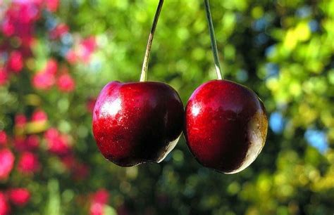 From Pie Filling To Super Fruit Michigan Tart Cherries Are The Next