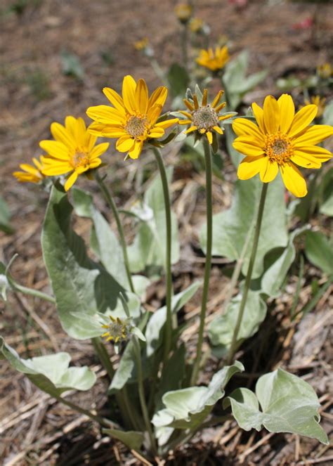 Arrowleaf Balsamroot A Guide To The Flowers Of Yosemite National Park