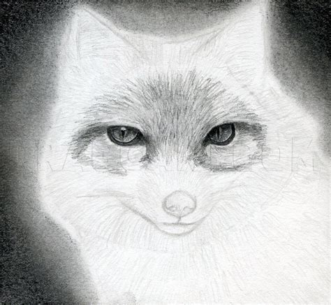 How To Draw A Fox Head Swift Fox Coloring Page Trace