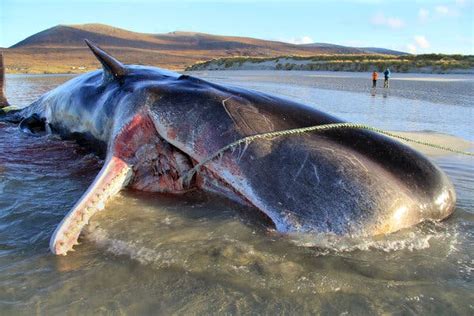 Dead Whale 220 Pounds Of Debris Inside Is A ‘grim Reminder Of Ocean