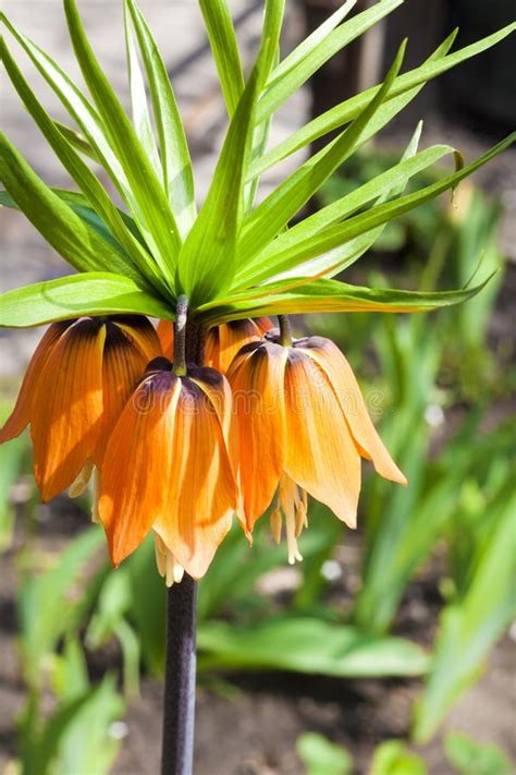 Kaiser`s Crown Fritillaria Imperialis Flower Closeup Stock Photo