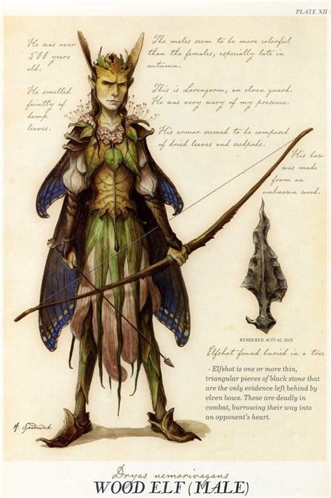 Elf Fantasy Art Illustrations Spiderwick Chronicles Spiderwick