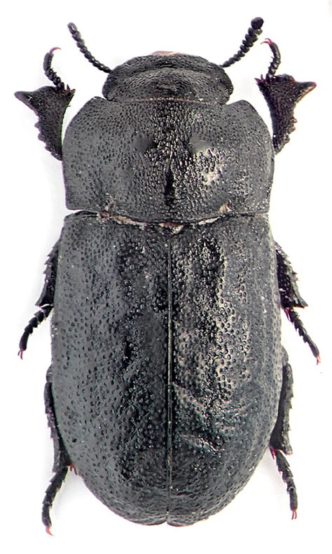 Check spelling or type a new query. Атлас чернотелок (Tenebrionidae) России и близлежащих стран