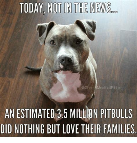 281 Funny Pitbull Memes Of 2016 On Sizzle Funny