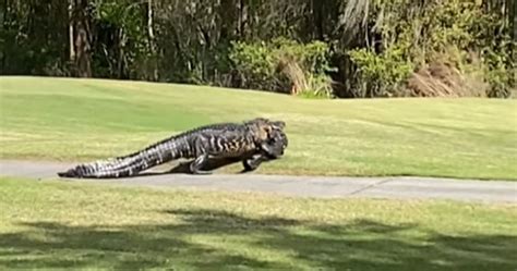 Florida Alligator Casually Eats A Smaller Gator