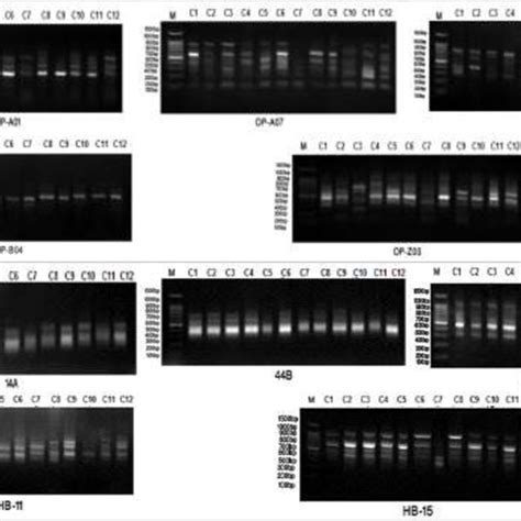 Banding Patterns Of Rapd And Issr Primers For Squash Genotypes M