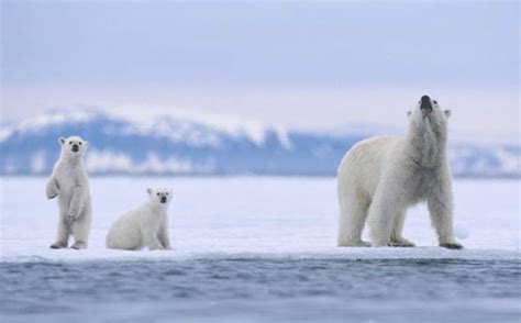 Tracking Polar Bears From Space Science Aaas