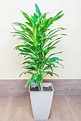 7 Best Types of Dracaena to Grow at Home | Gardener’s Path