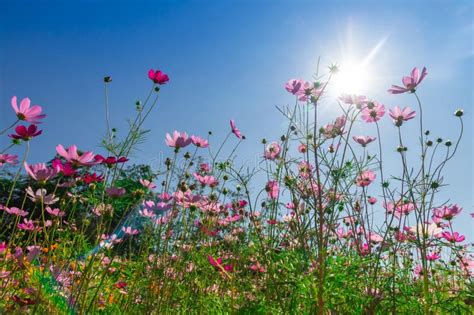 Cosmos Flower Field With Sky Backgroundcosmos Flower Field Blooming