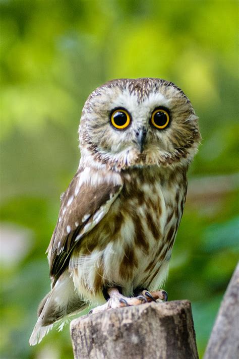 Northern Saw Whet Owl Photograph By Randy Scherkenbach