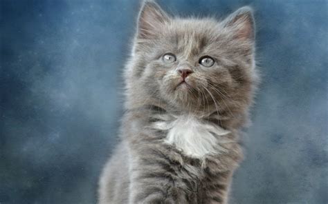 Download Wallpapers Gray Fluffy Kitten Little Cute Animals Gray Cat