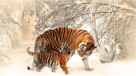 Animals Nature Tiger Baby Animals Winter Snow Wallpapers Hd