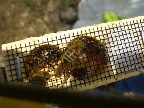 Do Worker Bees Keep Busy The Life Of Bee