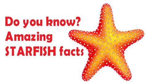 Starfish Facts For Kids Facts About Sea Star For Children Simply E