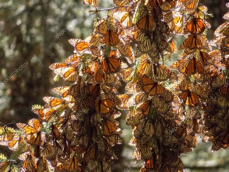 mariposas monarca en tronco de árbol 2022