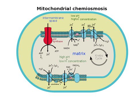 Chemiosmosis Process Theory Different Cases And Few Questions Education