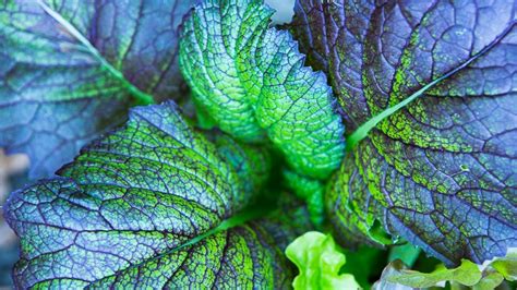 In the cold regions, you should choose mache, kale, and tatsoi like vegetables to grow in winter. Winter Vegetables: Growing Crops in Winter Months | Gilmour
