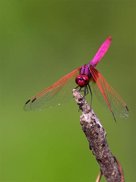 Magenta Dragonfly By Tarique Sani Dragonfly Pink Dragonfly