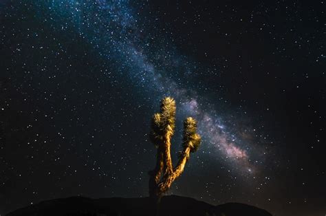 Joshua Tree Is Now Officially A Dark Sky Park Thanks To
