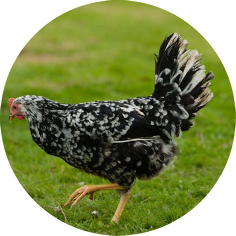 Exchequer Black Leghorn Taylor Made Poultry