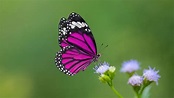 Farfalle come presagi - i loro colori e significati - Animali Feed