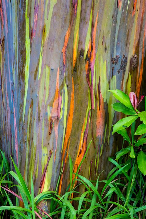 Rainbow Eucalyptus Trees Are One Of The Most Colorful Trees Small Joys