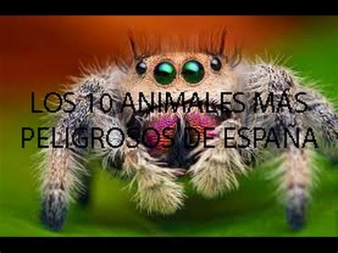 Nombre de los insectos en. los 10 animales más peligrosos de España - YouTube