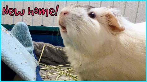 Guinea Pig Cage Makeover YouTube