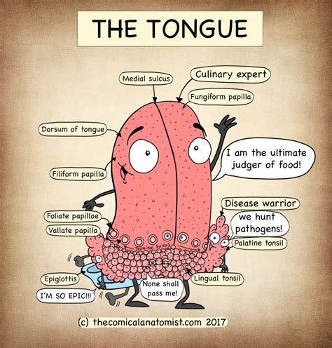 Tongue Anatomy The Comical Anatomist