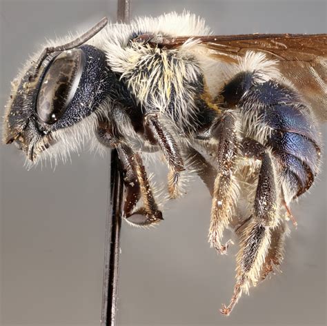 What Are Blue Calamintha Bees Rare Species Rediscovered In Florida