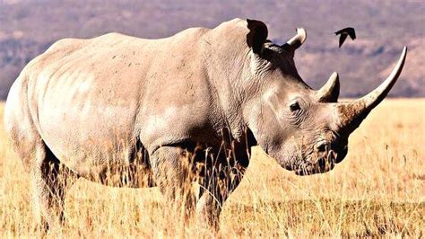 Rhino Poaching On The Rise In South Africa News 360 World Time News