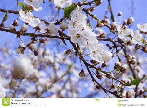 White Blossoming Stock Image Image Of Beauty Blue Floral 92004723