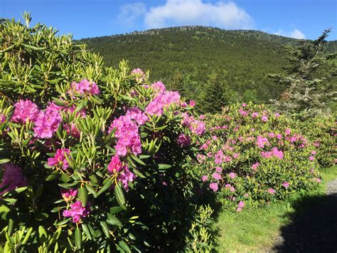 Rhododendron Festival Roan Mountain Gardens