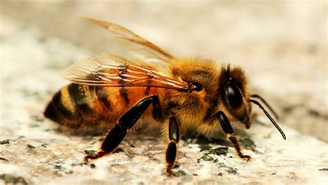 Honey Bee Insect Bee Honey Animal Hd Wallpaper Peakpx
