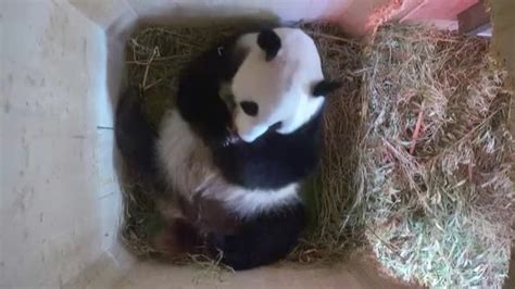 Video Au Zoo De Vienne Une Femelle Panda Câline Ses Deux Petits