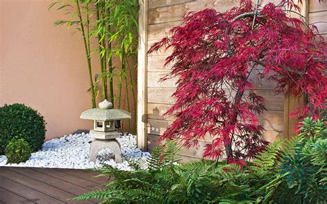 Japanese maple trees are naturally small (up to about 15 feet tall) and work well in the ground or in containers. 15 best trees for small gardens: Beautiful small trees