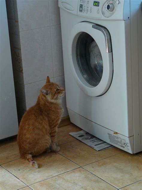Washing Machine And Cat