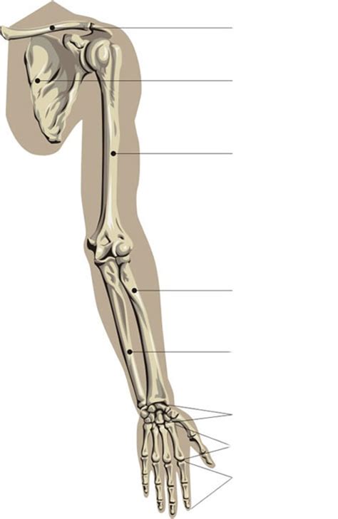 Human Skeleton Bones Diagram