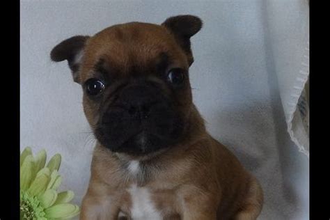 Vetdogs kennel french buldog erkek ve dişi. Brookside Kennel - French Bulldog Puppies For Sale - Born ...