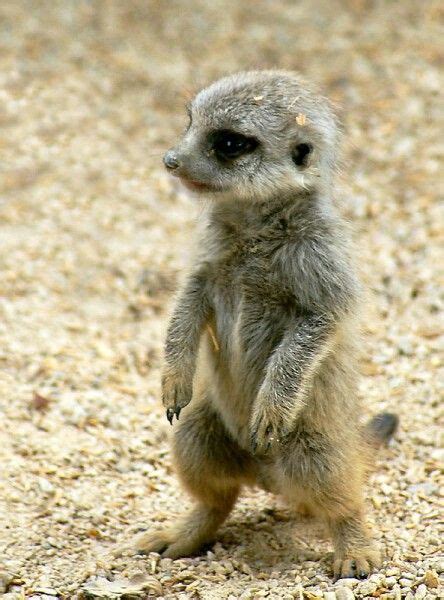 Baby Meerkat Süßeste Haustiere Tierbabys Niedliche Tierbabys