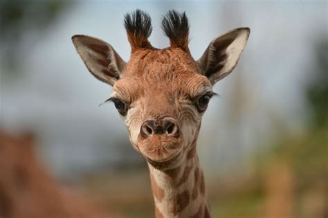 Baby Animals At Chester Zoo Manchester Evening News