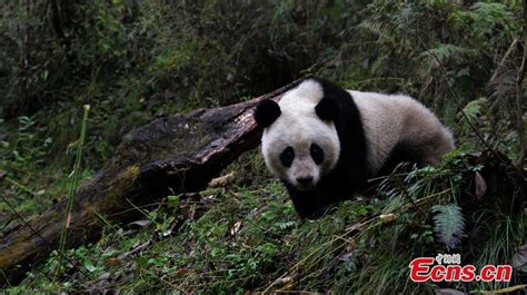 Captive Bred Panda To Be Released Into Wild Cn