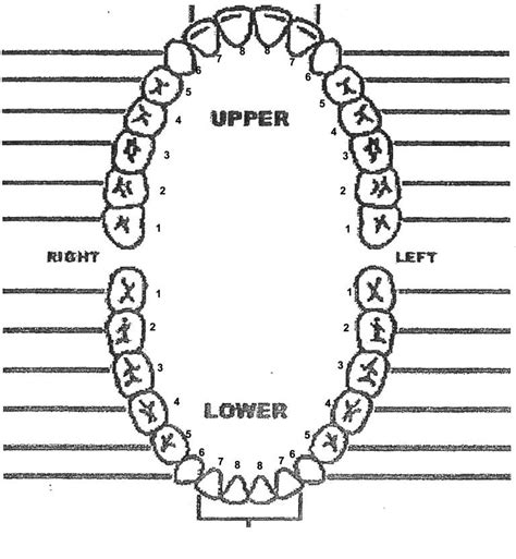 Human Teeth Diagram Quizlet