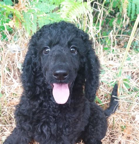 Solid blacks and creams, both males and females available. Black Standard Poodle Girl Puppy For Sale | Neath, Neath ...