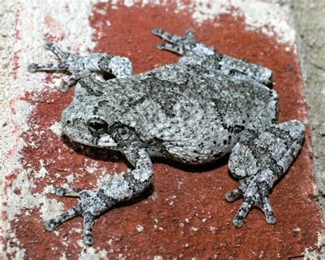 Cope S Gray Treefrog Frogs And Toads Of Prince William Forest Park