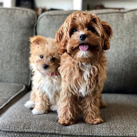 Pros And Cons Of Cavapoo Ownership Should You Get This Dog The Pet