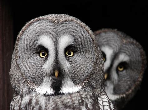 Heres 11 Species Of Owls In Michigan