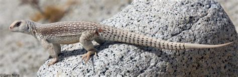 As with chuckawallas, desert iguanas are not often available in the pet trade. Iguanas for the starters - UniquePetsWiki